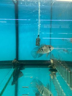 Fish tank