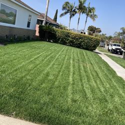 Free Lawn