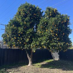 Large Orange Fruit Tree For Sale
