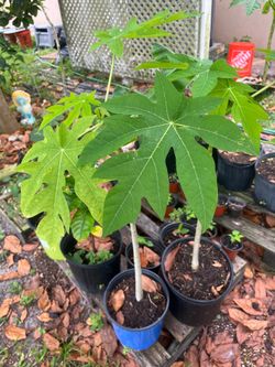Papaya Trees