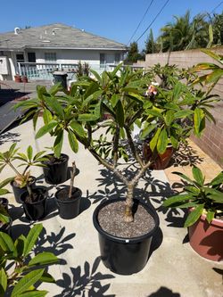 Plumeria Tree/ pink blooms