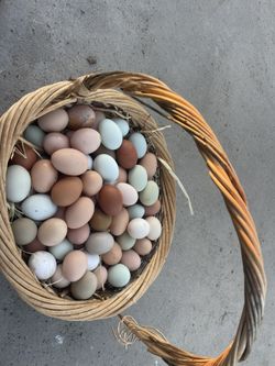 Farm fresh eggs In Rosedale