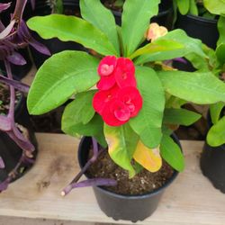 Coronas De Cristo Rojas Y Beige Con Pink1.5gallon 