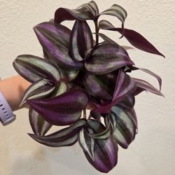 Tradescantia Zebrina Plant Cuttings