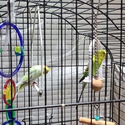 Parakeet Bird & Cage 