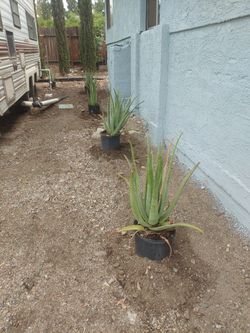 Plantas De Sabilas 