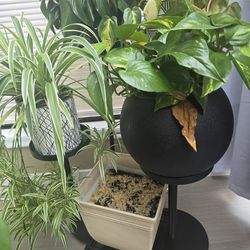 Real plant with stand