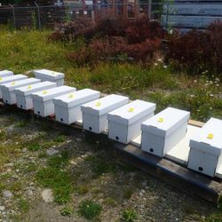5 Frame Beehive Nucs For Sale