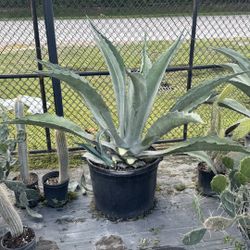 Blue Agave - 25 Gallon