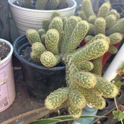 Cactus