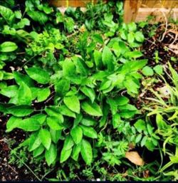 💯 Organic Well Rooted Mexican Key Lime Plant