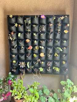 Felt succulent wall