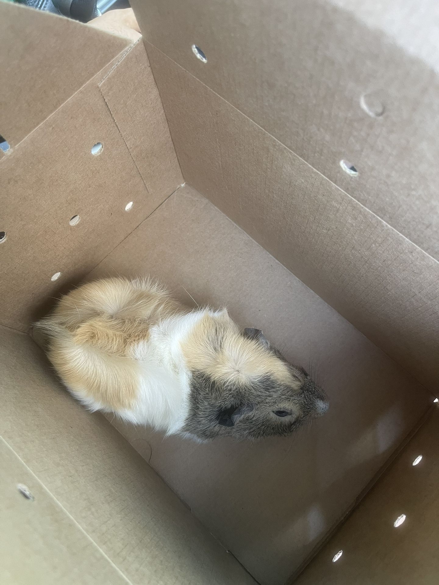 Guinea Pig for sale