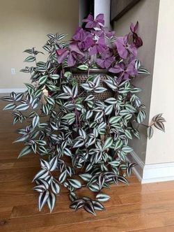 Deep Purple Tradescantia Zebrina Plant/ House Plant/ Indoor Plant Flower Patio Garden