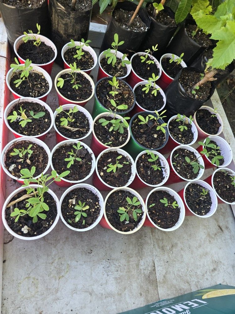 Chipilin Plantitas