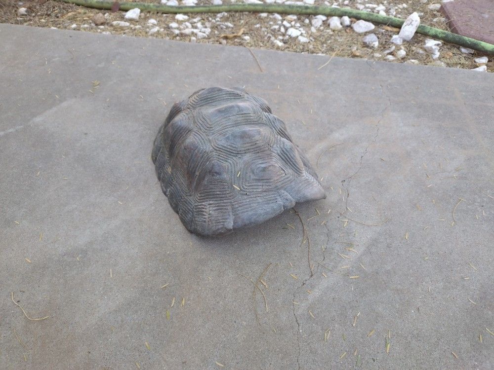 Turtle Basking Shell