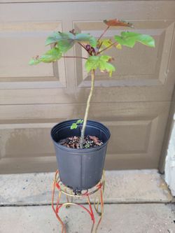Jatropha Plant