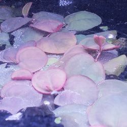Red Root Floaters 