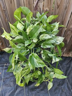 Marble Queen Hanging Basket 8"Pot Live Plants 