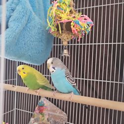 Rehome Two Parakeets.