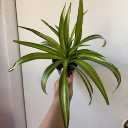 Spider Plant 