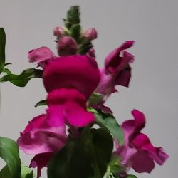 Organic Variagated Magenta Snapdragon Flower Seeds And Plants! Perennial Vareity! Several Colors Available! 2026 SEASON EARLY RELEASE!
