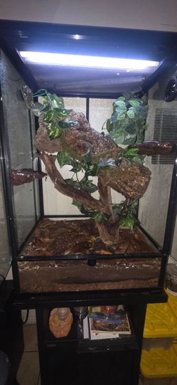 Reptizoo Bio Active Chahoua Gecko Reptile Tank