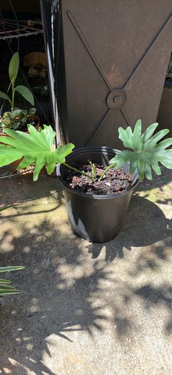 Philodendron