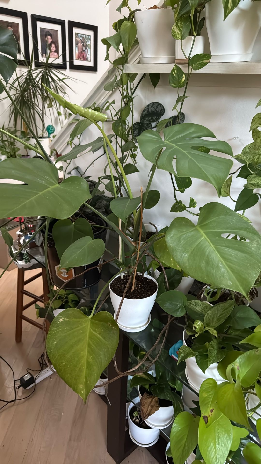 Beautiful Monstera Plant In 6 Inches Pot