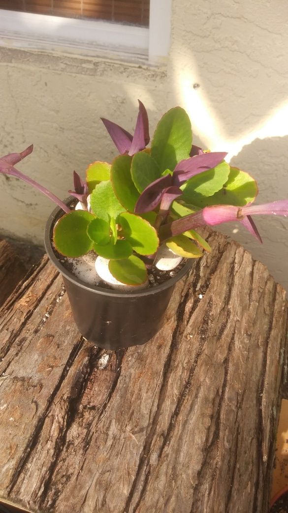 Vibrant Succulent Plant Arrangements