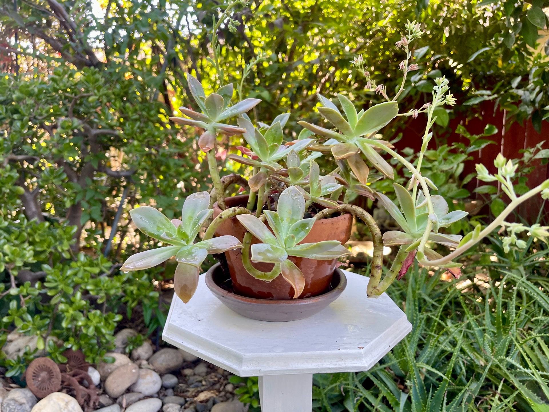 Graptoveria opalina succulent