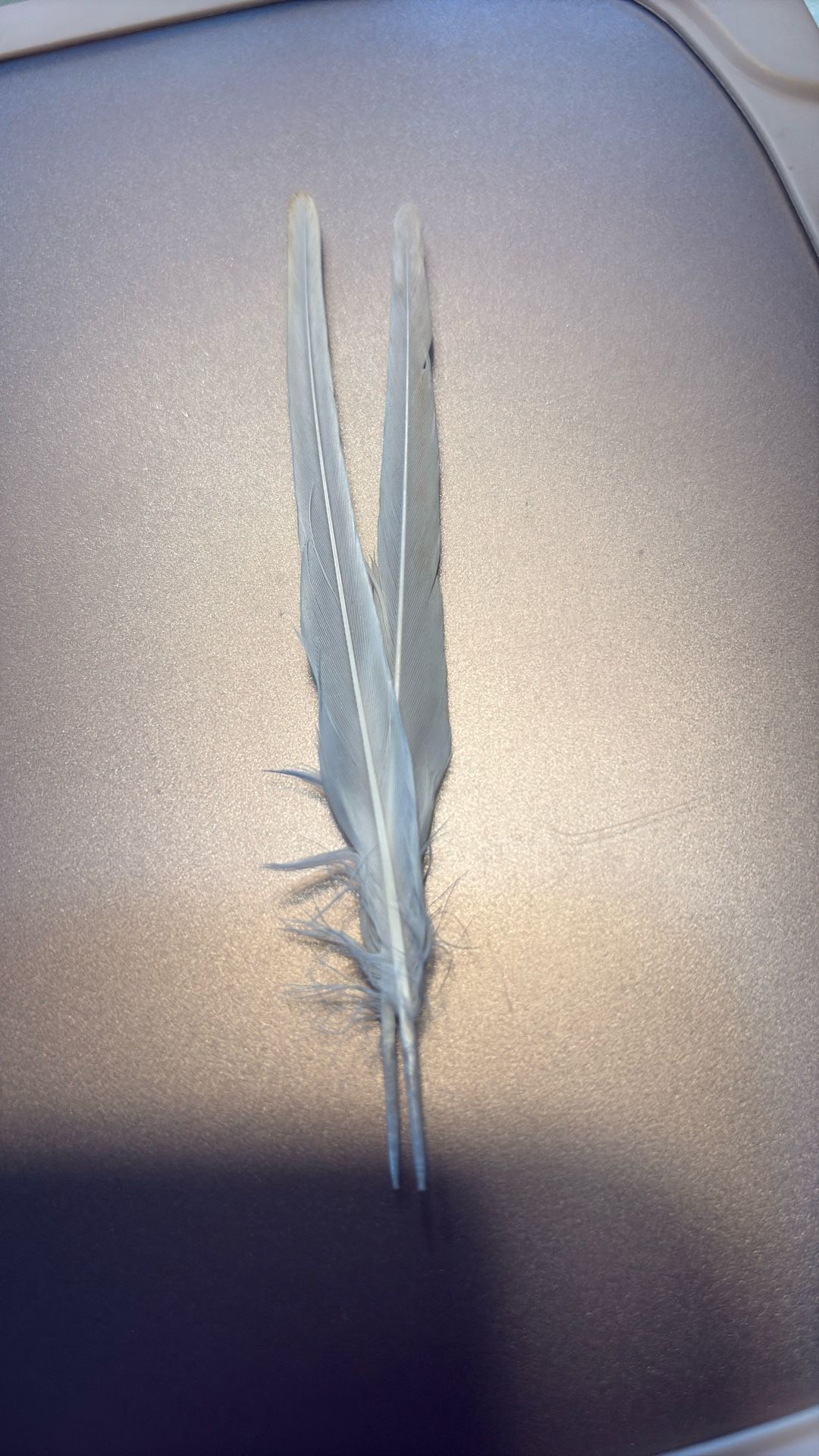 English Budgie Tail Feathers