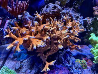 Fake Forest fire Digi