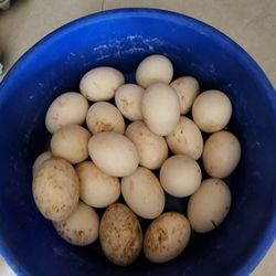 Fresh Unwashed Duck Eggs
