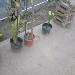 Dragon Fruit Plant 