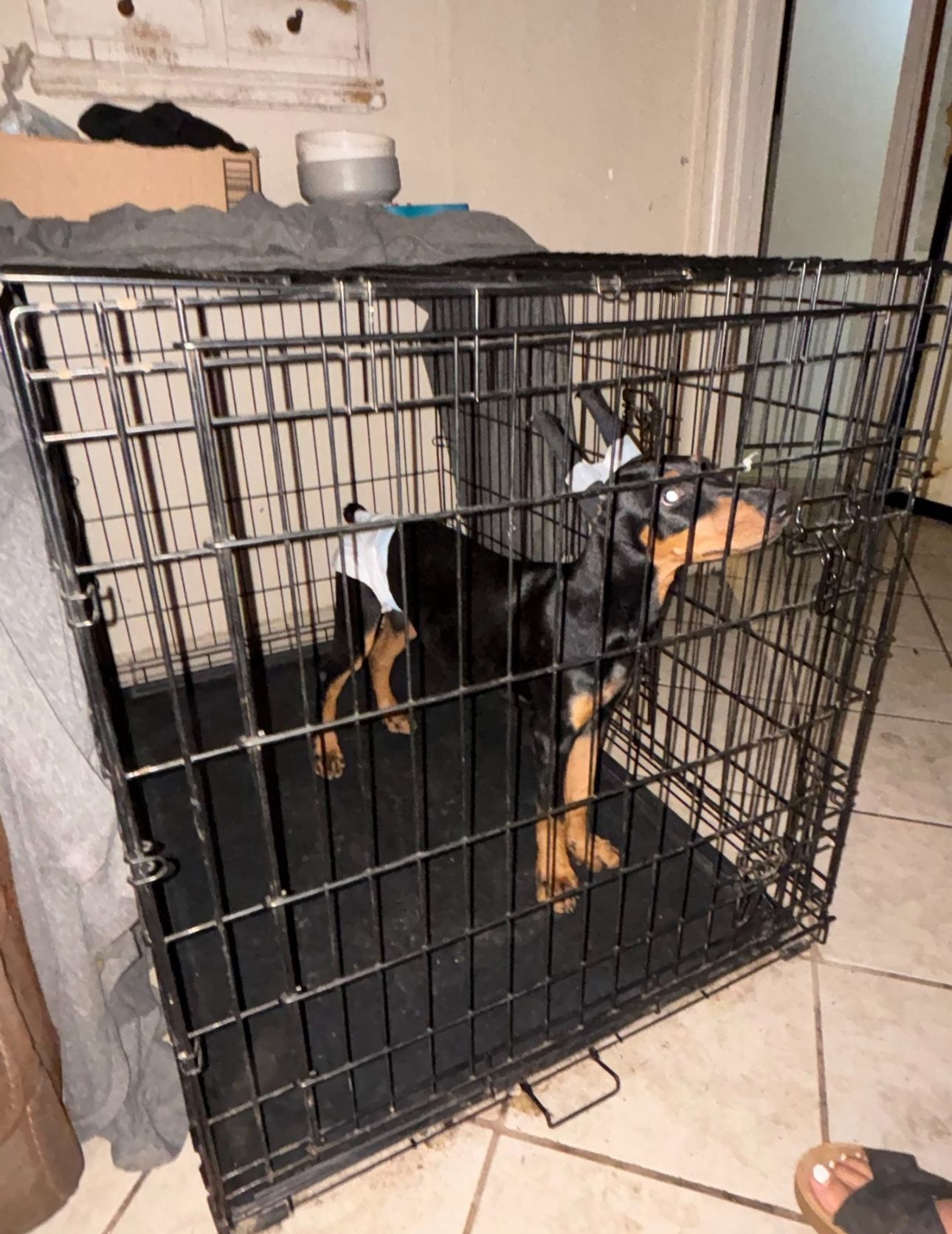 Large Dog Crate