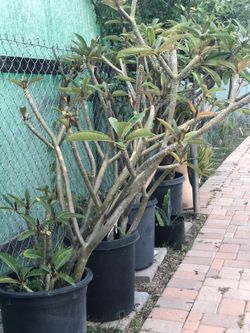 Plumaria