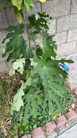 Organic Healthy Fig Tree Pesticide Free 26 inches