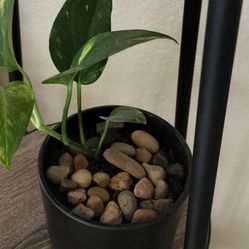 Pothos plant with quality Pot/ indoor/ see discription 👍 👍