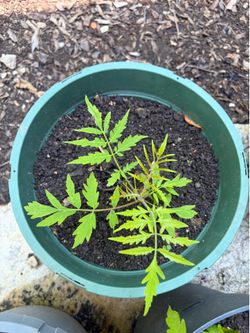 Sumac tree