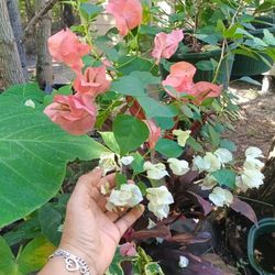 bugambilias de canasta 