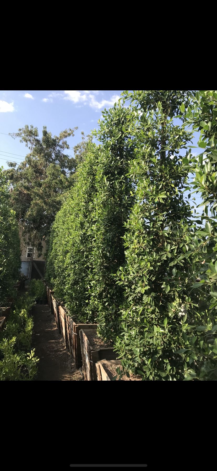 Ficus trees 36 Gallon for Sale in San Fernando, CA - OfferUp
