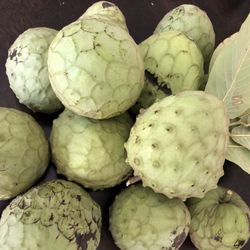 Cherimoya tree