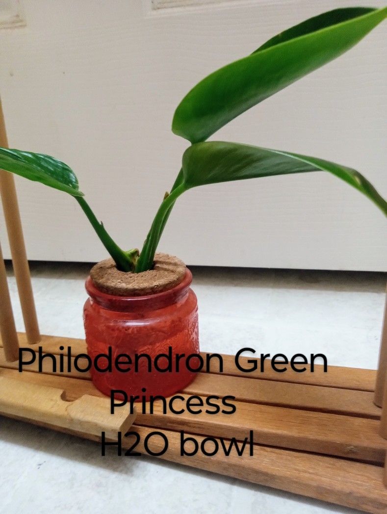 Adorable Green Princess Philodendron H2O Bowl!