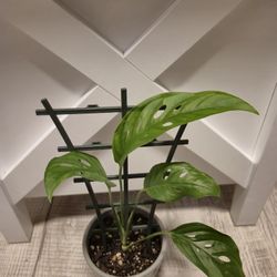 Monstera Adansonii Narrow Form Leaf Plant 