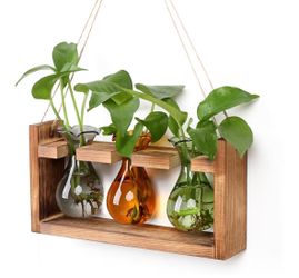 Plant Propagation Station with 3 Bulbs Glass Vase! Brand new! See all pics!