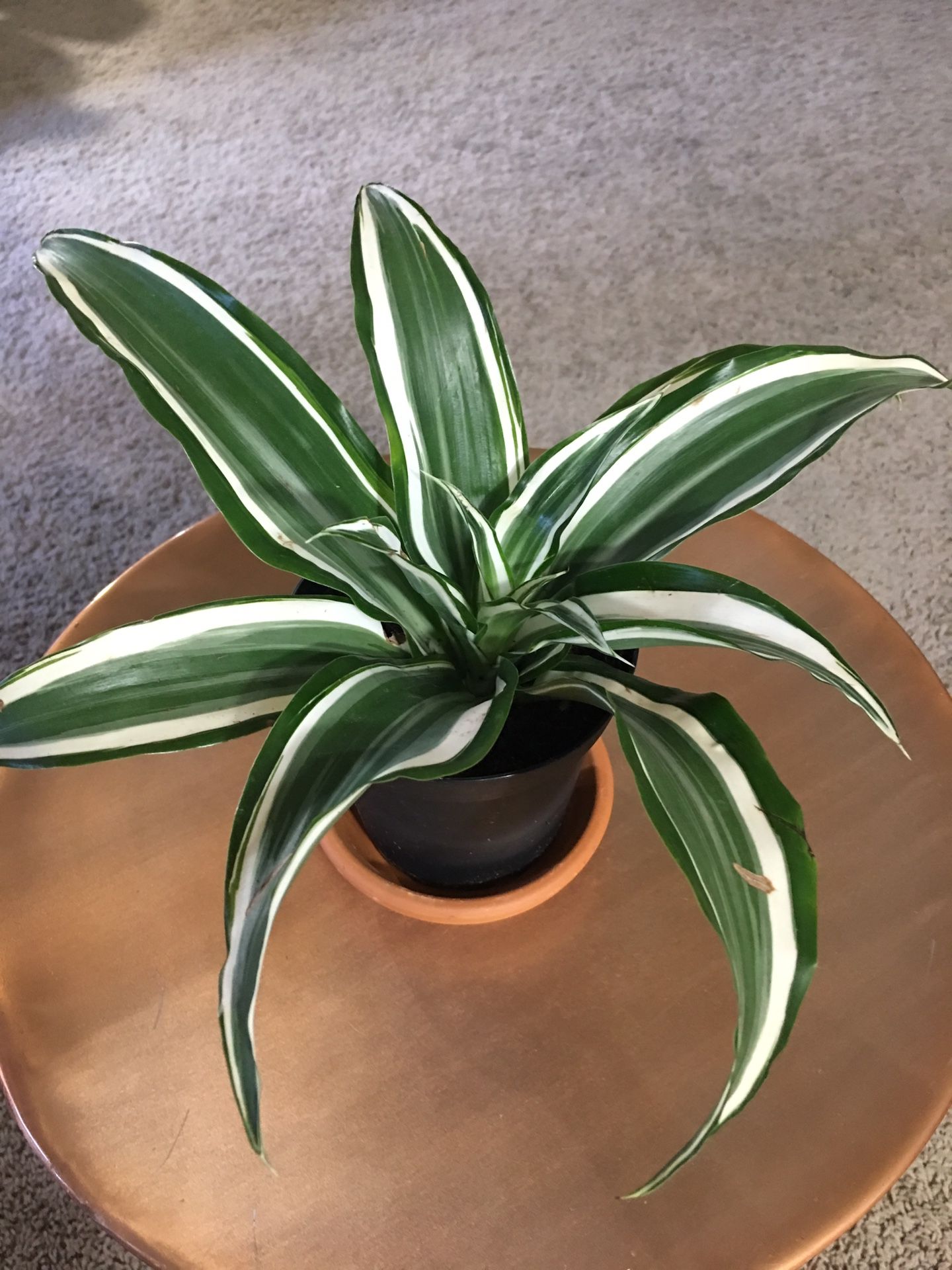 Dracaena- Warneckii White Bird (Real!)