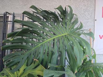 Monsters Deliciosa Plants For Sale
