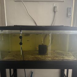 40 Gal Fish Tank