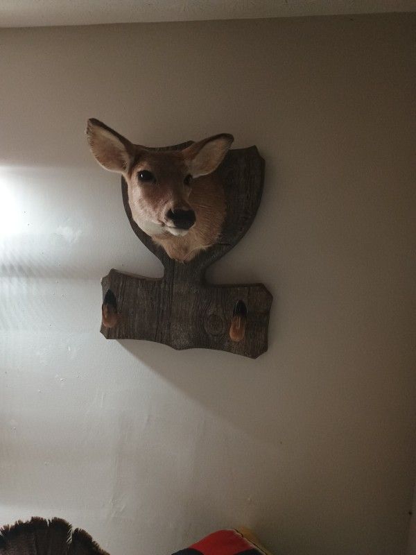 Doe Shoulder Mount With Hooves